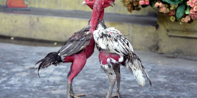 Gà nòi có thời gian đấu kéo dài